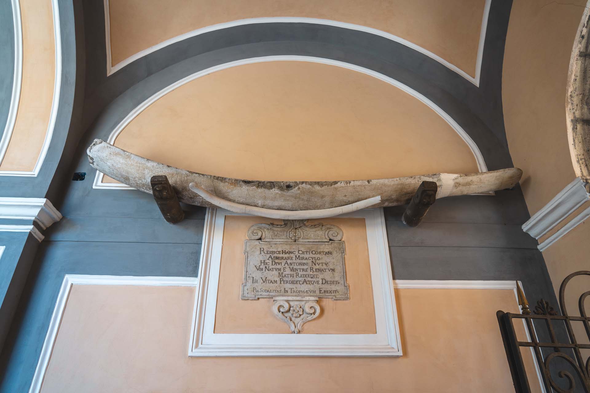 Ossa di balena nella Basilica di Sant'Antonino a Sorrento Ossa di balena nella Basilica di Sant'Antonino a Sorrento